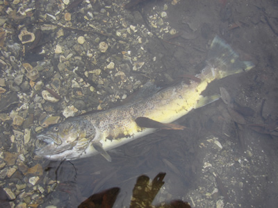dead trout